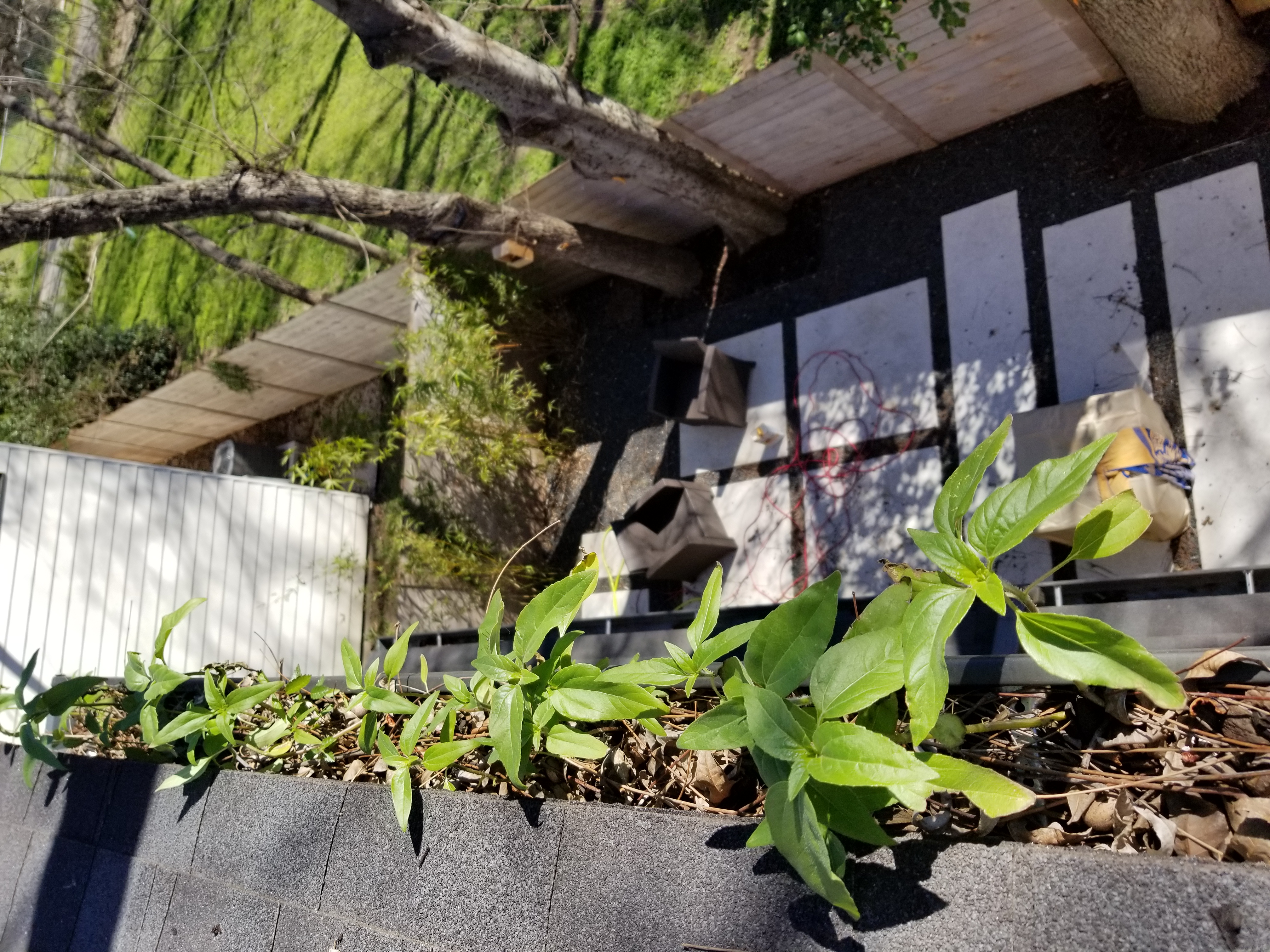 Plants growing in clogged gutter